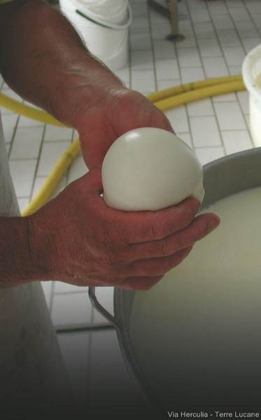 Sapori Lucani Service