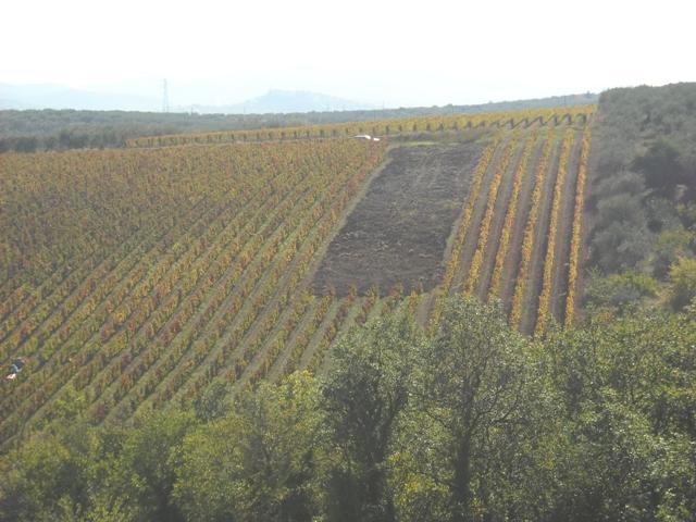 Cantine del Tiglio