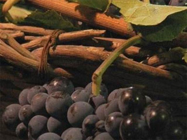 Giannattasio Viticultori in Barile