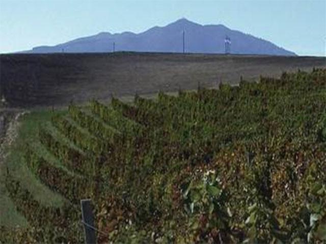 Vigne Mastrodomenico