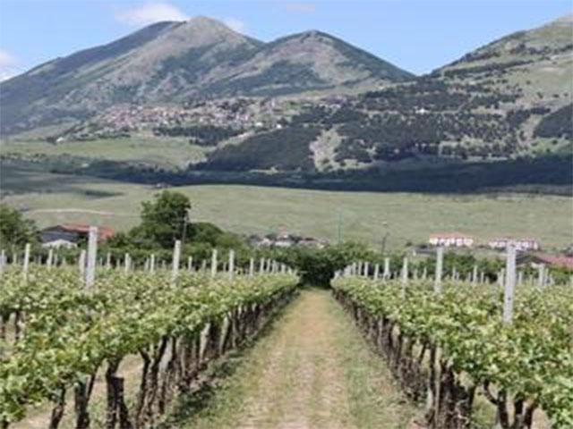 Azienda Agricola Biologica Pisani