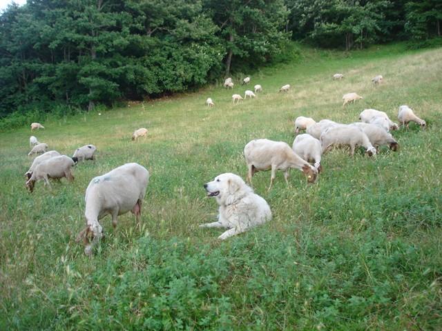Azienda Agricola Petillo