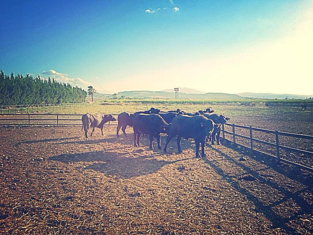 Caseificio Mazzarelli