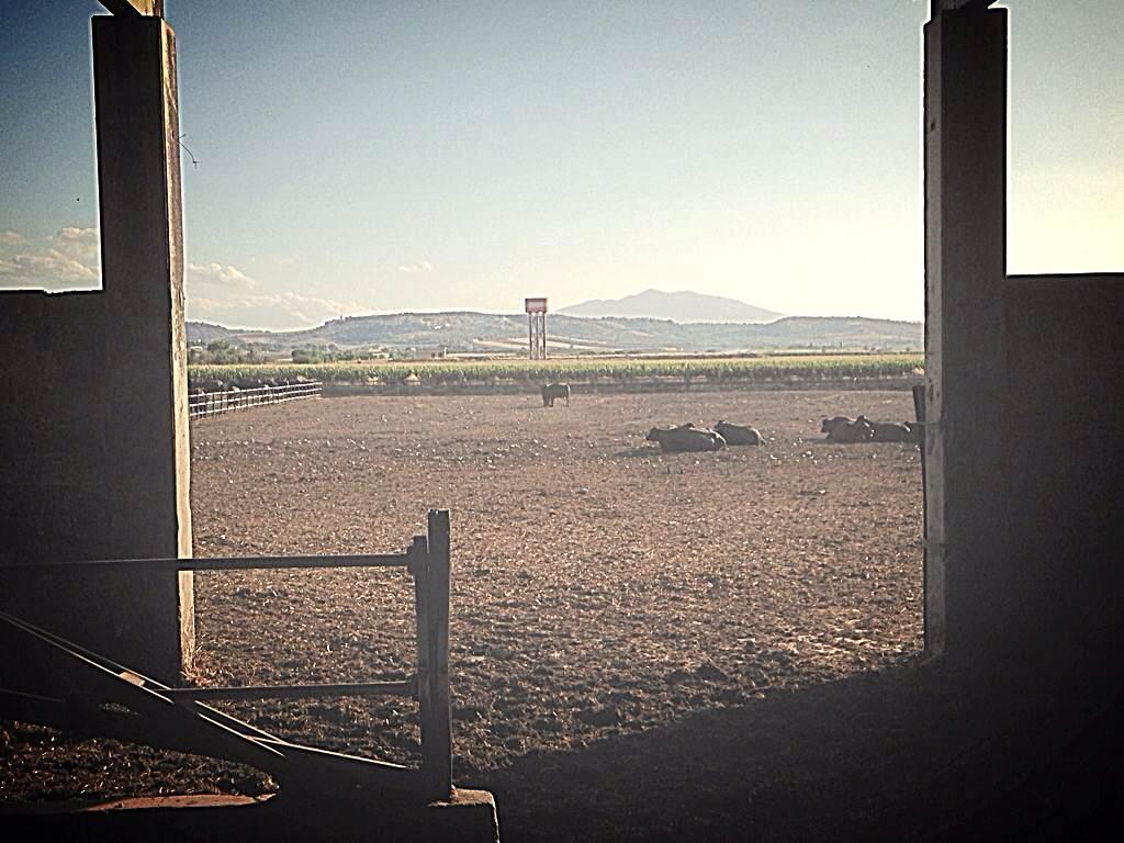 Caseificio Mazzarelli