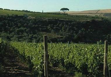 Lelusi Viticoltori Società Agricola arl